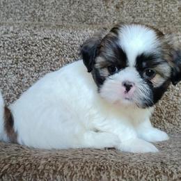 UNO - Tricolor male Shih Tzu puppy in Memphis, Tennessee from Thorntons Fur Crew