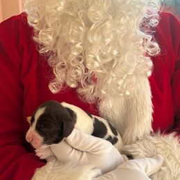 Puppy Boy 1 - Liver and white male English Springer Spaniel puppy in Lynchburg, Virginia from Southern Springers