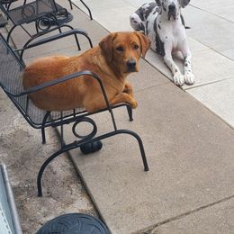 Pumpkin - Labrador Retriever