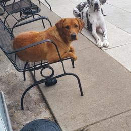 Pumpkin - Labrador Retriever