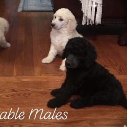 Poodle Puppies from Southern Standards Standard Poodles