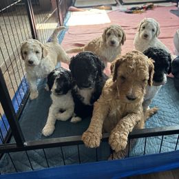 Bernedoodle Puppies from Rosie’s pups
