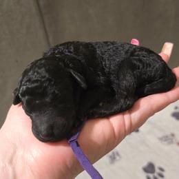 Amethyst - Purple Collar - Black female Poodle puppy in Phoenix, Arizona from Desert Diamond Poodles