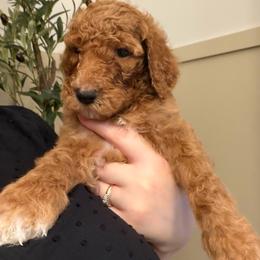 Salami - AKC Limited - Apricot male Poodle puppy in Haines City, Florida from Noelle Poodles