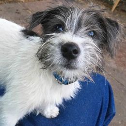 Parson Russell Terriers from Hanford Hills Terriers
