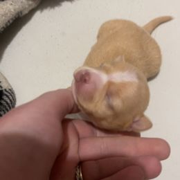 Chihuahua Puppies from Grandbaby Chihuahuas