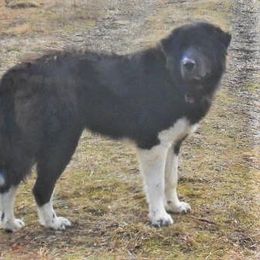Dolly - Great Pyrenees