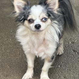 Pedy - Chihuahua