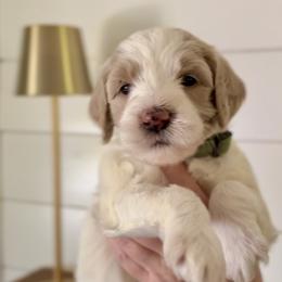 Goldendoodle puppies from King Family Doodles