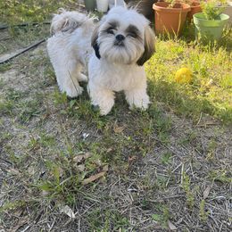 Shih Tzu Puppies from Little Miracles Shih Tzu