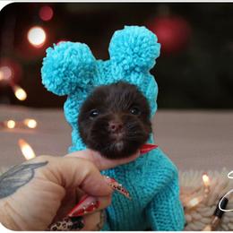 Elowen - Chocolate and tan female Yorkshire Terrier puppy in Warren, Michigan from Danielle's Yorkie Babies