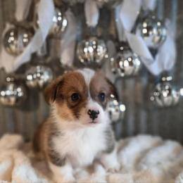 Boy 2 - Sable male Pembroke Welsh Corgi puppy in Nixa, Missouri from Pistol Creek Puppies