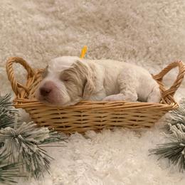Boy 5 Rubble - Parti male Goldendoodle puppy in Newark, Ohio from Valleydayle Doodles and Wheatens