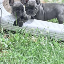 French Bulldog Puppies from Bailey Family Frenchies