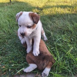 Wyatt - Red male Companion Cross puppy in Vichy, Missouri from MX Kennel - Central MO
