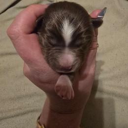Ursa - Red & white female Miniature Australian Shepherd puppy in Arlington, Texas from CopperHead Aussies