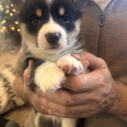 Toby - Black and tan male Pembroke Welsh Corgi puppy in Onalaska, Washington from Shoestring Valley Corgis