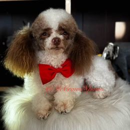 Keeko - Poodle