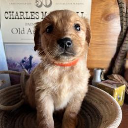 Orange - Golden male Golden Retriever puppy in Leadore, Idaho from Gunsight Goldens
