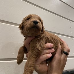 Goldendoodle Puppies from Our Golden Willow