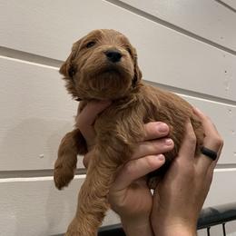 Goldendoodle Puppies from Our Golden Willow