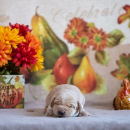 Labrador Retriever Puppies from Sun Ridge Labradors