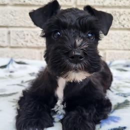 Girl 1 - Salt and pepper female Miniature Schnauzer puppy in Crestview, Florida from Mert's Creek Miniature Schnauzers