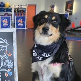 Zoey - Australian Shepherd