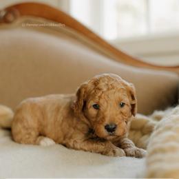 Cashew - Red  male Goldendoodle puppy in Hiddenite, North Carolina from Rose and Reid Doodles