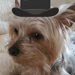 Flash - Yorkshire Terrier