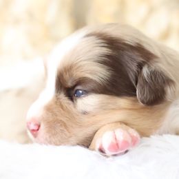 Bobbi, Red Merle Female - Red merle Miniature Australian Shepherd puppy in Ocala, Florida from Silver River Mini Aussies