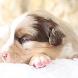 Bobbi, Red Merle Female - Red merle Miniature Australian Shepherd puppy in Ocala, Florida from Silver River Mini Aussies