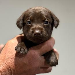 Sisken - Chocolate female Labrador Retriever puppy in Isle, Minnesota from Dog Ear Outfitters