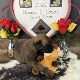 Girl 1 - Fawn sable female Belgian Malinois puppy in Cascade, Iowa from Platinum K9S