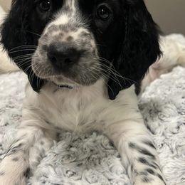 English Springer Spaniels from Elouise Springer Spaniels