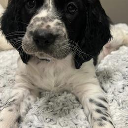 English Springer Spaniels from Elouise Springer Spaniels