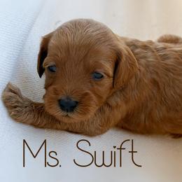Ms. Swift - Red  female Goldendoodle puppy in Sacramento, California from Dandy Doodles Goldendoodles