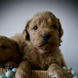 First Pick Male - Apricot male Goldendoodle puppy in Mc Arthur, California from California Golden Love