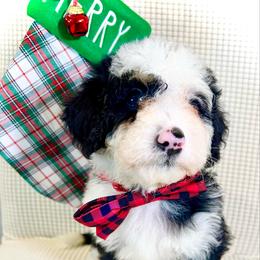 BENEDICT - Tri-color male Bernedoodle puppy in Houston, Texas from Pia’s Doodle Poodle Wag