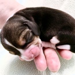 Beagle Puppies from Macushla Kennels