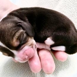 Beagle Puppies from Macushla Kennels