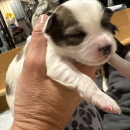 Briar - Sable spotted white male Chihuahua puppy in Canton, Texas from Heavenly Chihuahua