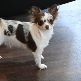 Sprinkles - Chihuahua