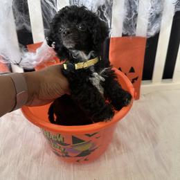 Poodle All Grown Up from Parti-Pawz