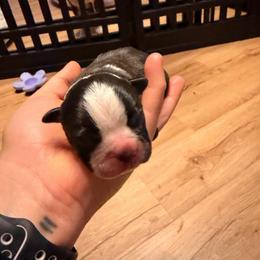 Boy 2 - Black and white male Boston Terrier puppy in Hialeah, Florida from K&N Boston Paws