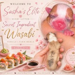 Wasabi - Merle female Chihuahua puppy in New Castle, Delaware from Sasha’s Elite Kennel LLC