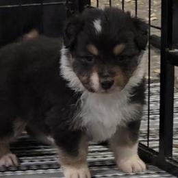 Menta - Black tri-color female Australian Shepherd puppy in Divide, Colorado from Outlaw Farm and Kennel