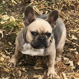 French Bulldogs and Yorkshire Terriers from Purple Heart Yorkies of Oklahoma