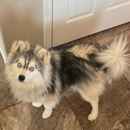 Gus-Gus - Pomsky