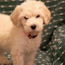 Goldendoodles and Labradoodles from ColeSouth Farms